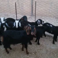 ۸راس بزغاله ماده داشتی