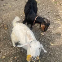 بزغاله|حیوانات مزرعه|شاندرمن, |دیوار