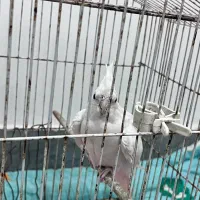 طوطی‌آلبینو|پرنده|تولم شهر, |دیوار