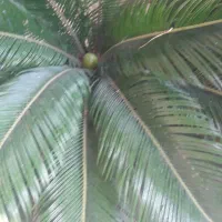 با سلام گل سیکاس ۱۲ساله ۹میلیون تومان