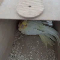 یک جفت عروس هلندی همراه جوجه و تخم