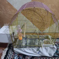 طوطی برزیلی