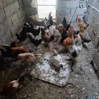 مرغ و خروس جوان