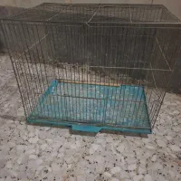 قفس مرغ عشق