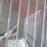 عروس هلندی یک دونه|پرنده|آبیک, |دیوار