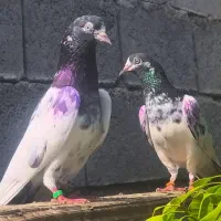 کبوتر بلند پرواز پاکستانی