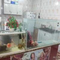 آکواریم و ماهی حراج متن بخون