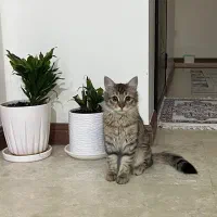 گربه|گربه|تهران, صادقیه|دیوار