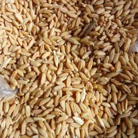 گندم بذری دیم آذر 2 فروش فوری