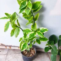 گیره نگهدارنده پتوس|گل و گیاه طبیعی|قم, ولیعصر|دیوار