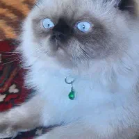 گربه هیمالین