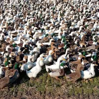 تخم اردک پکنی ومحلی|حیوانات مزرعه|آمل, |دیوار