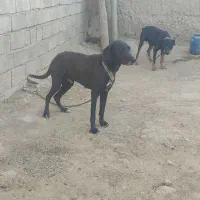 برای فروش|سگ|درگز, |دیوار