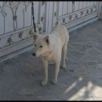 چندقلاده ژرمن و روتوایلر|سگ|مشهد, احمدآباد|دیوار
