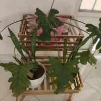 گل برگ انجیری|گل و گیاه طبیعی|گلبهار, شهر جدید گلبهار|دیوار