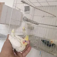 واگذاری سالن عروس هلندی