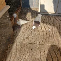 کبوتر طوقی|پرنده|سراب, |دیوار