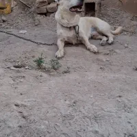 سگ پاکوتاه نر