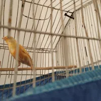 قناری نر|پرنده|ششده و قره بلاغ, |دیوار