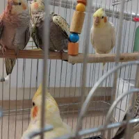 فروش عروس هلندی ماده۳ماهه ومولد ماده|پرنده|الوند, |دیوار