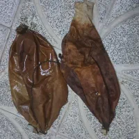 پوست ماست