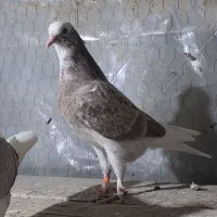 جوجه کبوتر|پرنده|تفرش, |دیوار