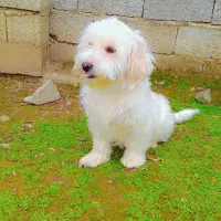 سگ اشپیز تریر