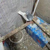 شستی کبود|پرنده|محمدیه-قزوین, |دیوار