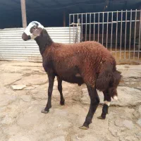 بره قوچ افشار پلنگی، میش ، گوسفند،بز|حیوانات مزرعه|ماهیدشت, |دیوار