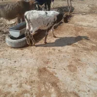 گوساله ماده|حیوانات مزرعه|کوهدشت, |دیوار