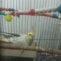 عروسی هلندی|پرنده|گیلوان, |دیوار