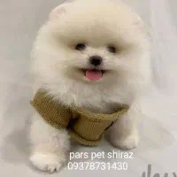 ریزه میزه ها رسیدن