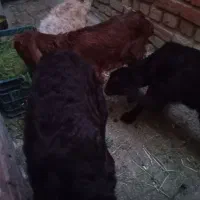 بره و بزغاله