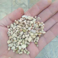لوبیا|خوردنی و آشامیدنی|شیراز, شهرک سعدی|دیوار