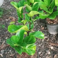 گل لیراتا