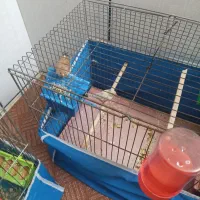 یک جفت فنچ زبرا|پرنده|مبارکه, |دیوار