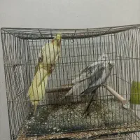 طوطی ملنگو و عروس هلندی رام