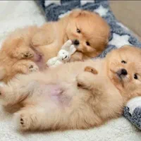 پرورش تخصصی نژاد پامر.پامرانین خرسی عروسکی|سگ|شیراز, فرهنگ شهر|دیوار