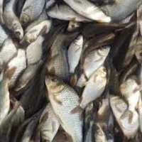 بچه کپور آمور مناسب اب هوای گرم