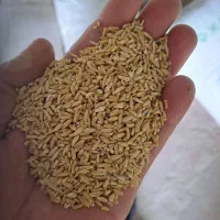 گندم مرغی وکبوتر وجوجه