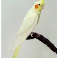 طوطی عروس هلندی سفید رنگ گمشده