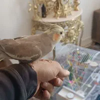 فروش یه جفت عروس هلندی نوجوان تازه به سن بلوغ رسید|پرنده|لاجان, |دیوار