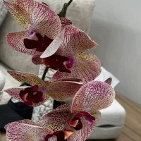 گل ارکیده
