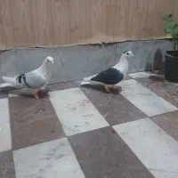 ۱۰ کبوتر رنگی|پرنده|قزوین, |دیوار