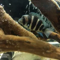 ماهی آکواریومی فرانتوزا|ماهی|تهران, قصر فیروزه ۲|دیوار