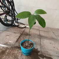 یک عدد انبه قرمز