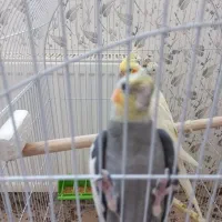 یه جفت عروس هلندی