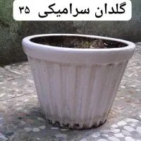 گل/گل الوئه ورا/شمعدانی/گندمی/گلدان سرامیکی|گل و گیاه طبیعی|لاهیجان, کوی آزادگان|دیوار