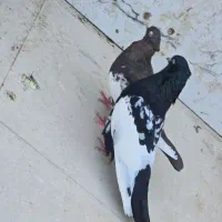 کفتر خرمشهر