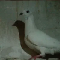کبوتر